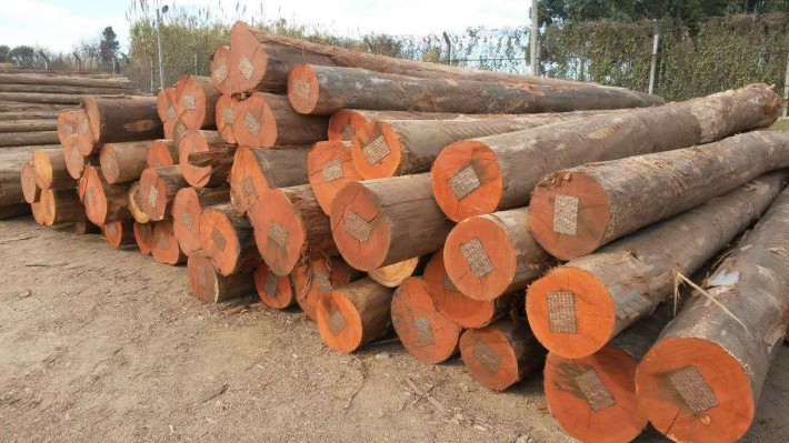 巴西木材及木制品出口價格行情走勢_2020年4月26日